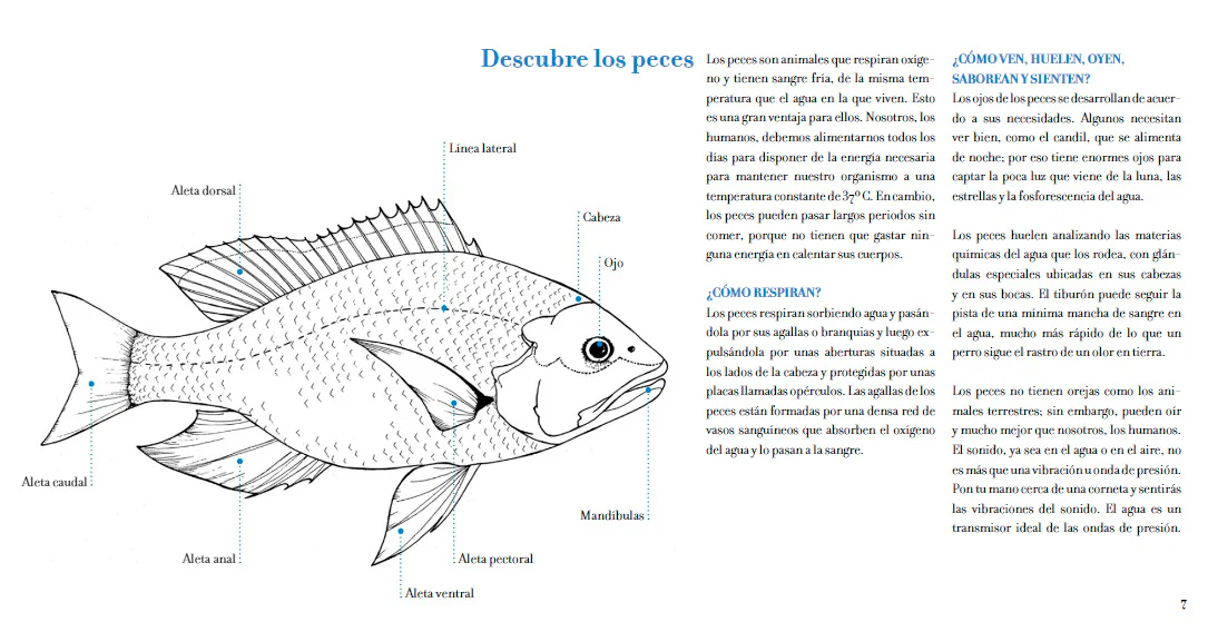 Conoce los peces tropicales. Libro para colorear